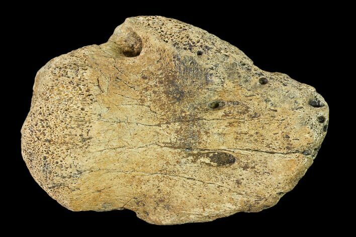 Hadrosaur Ungal (Claw) - Alberta (Disposition #-) #136304